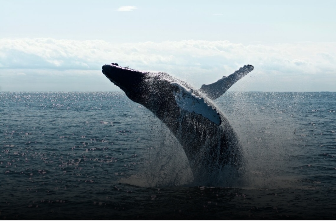 Bitcoin Bullish Signal: Whales Go On $1.4B Buying Spree